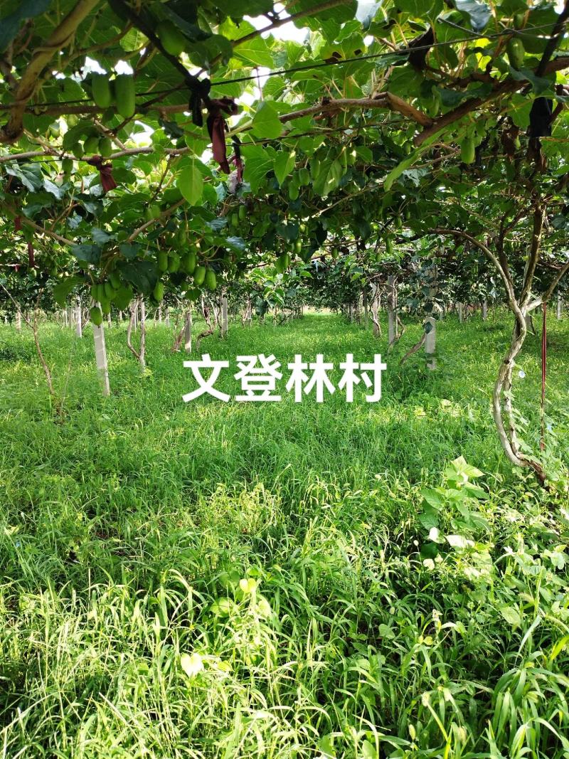不打除草剂的有机软枣猕猴桃