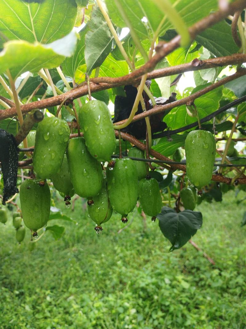 不打除草剂的有机软枣猕猴桃