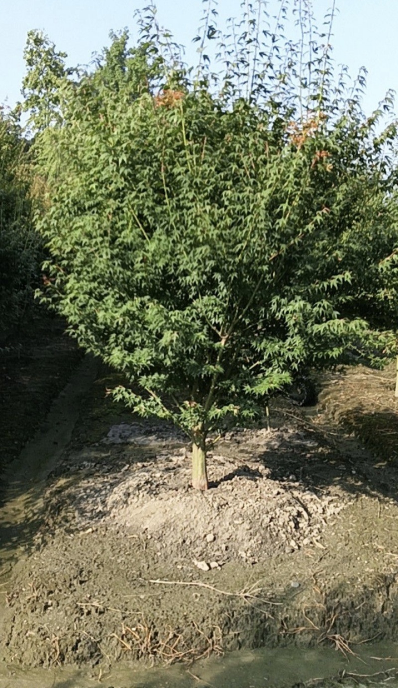 鸡爪槭/红枫树地径5公分6公分8公等，基地批发。
