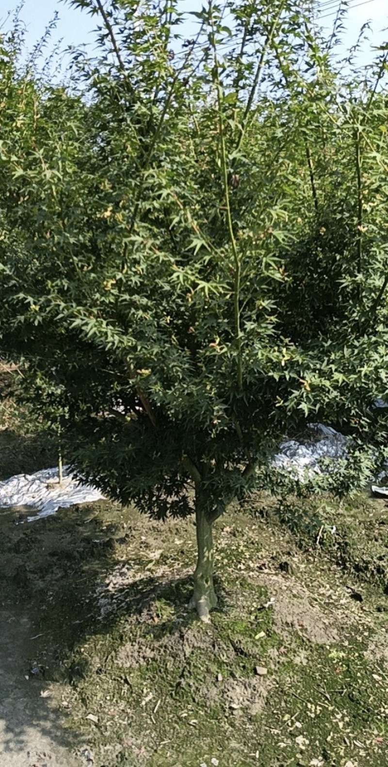 鸡爪槭/红枫树地径5公分6公分8公等，基地批发。