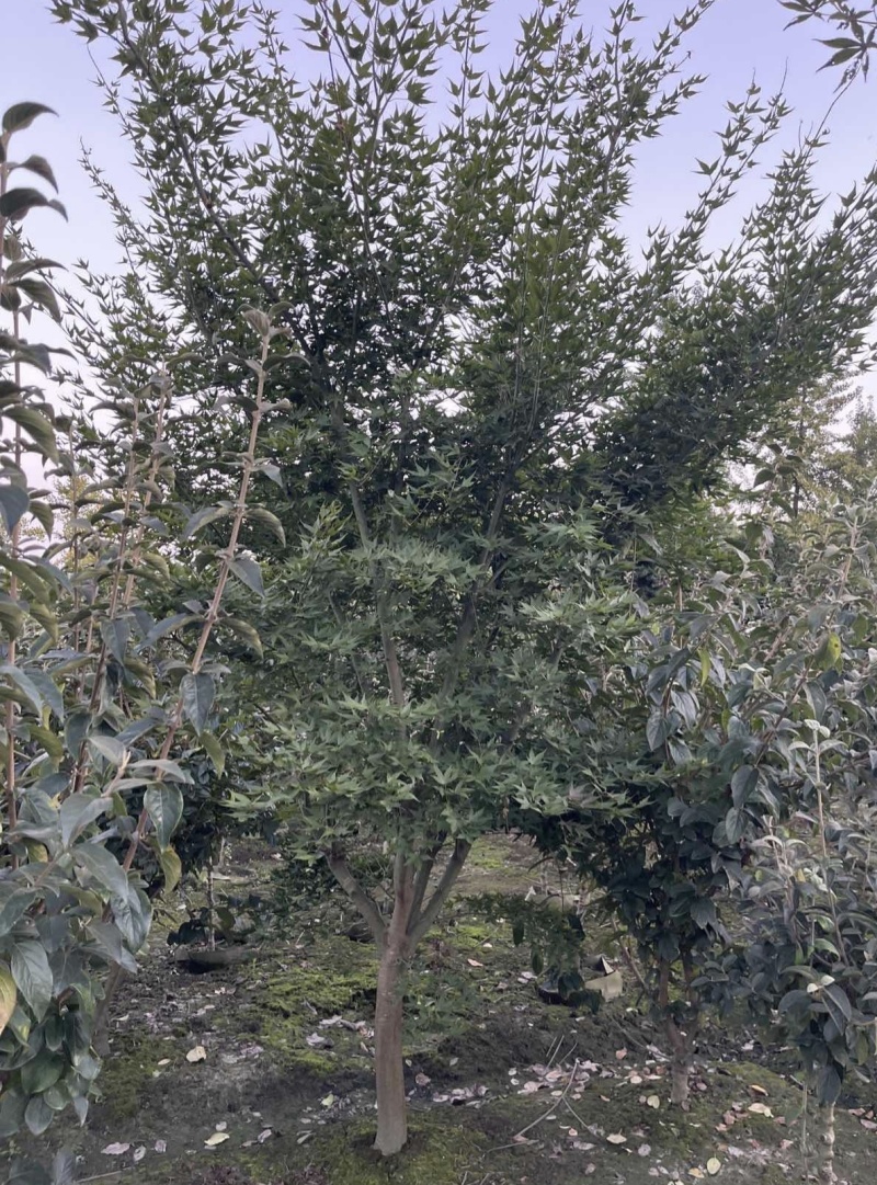 鸡爪槭/红枫树地径5公分6公分8公等，基地批发。