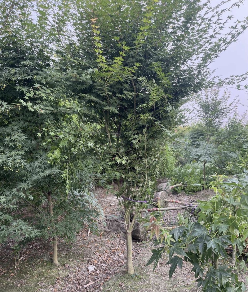 鸡爪槭/红枫树地径5公分6公分8公等，基地批发。
