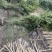 鸡爪槭/红枫树地径5公分6公分8公等，基地批发。