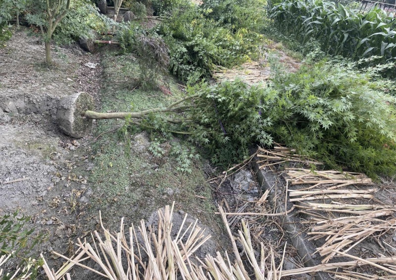 鸡爪槭/红枫树地径5公分6公分8公等，基地批发。