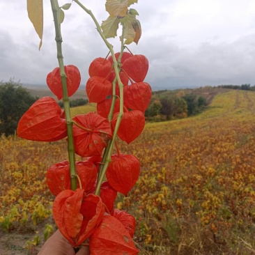 长白山寒地红菇娘灯笼果种根种植基地直发可视频看货