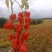 长白山寒地红菇娘灯笼果种根种植基地直发可视频看货
