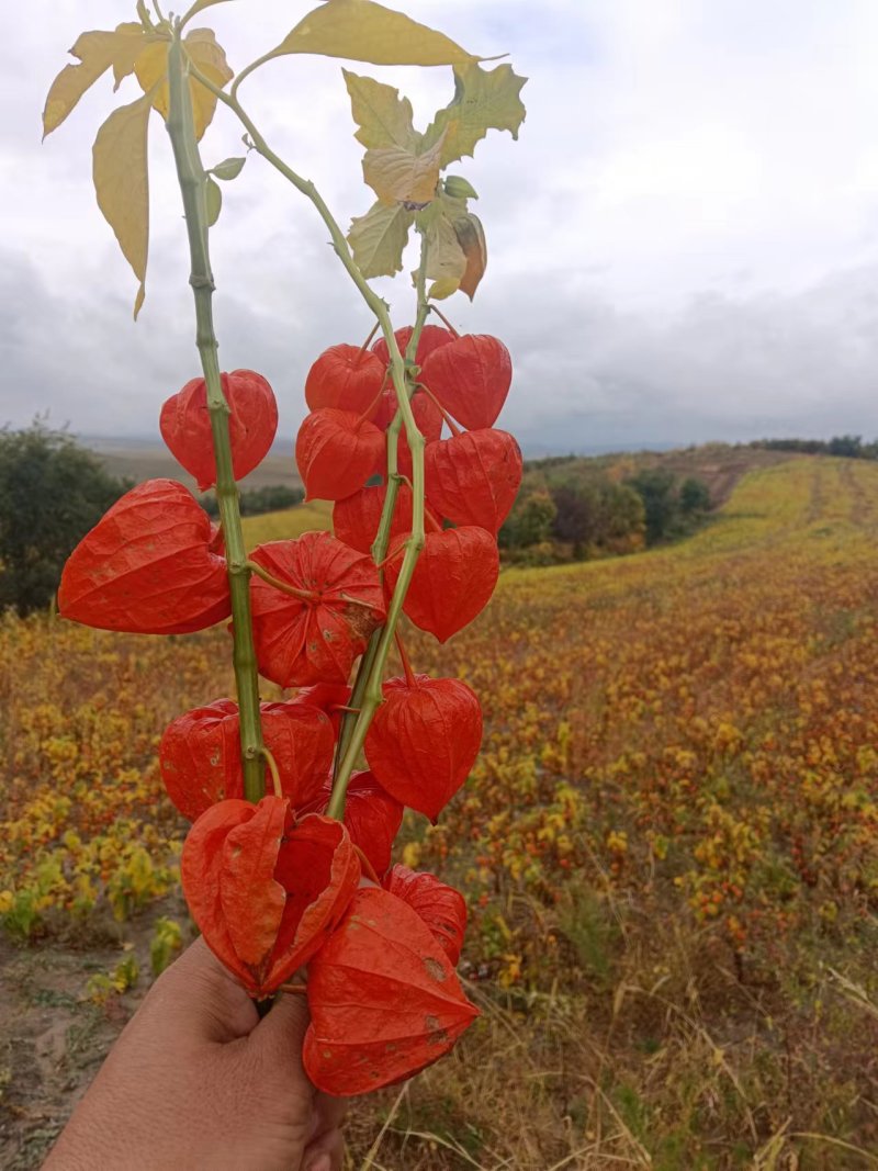 长白山寒地红菇娘灯笼果种根种植基地直发可视频看货