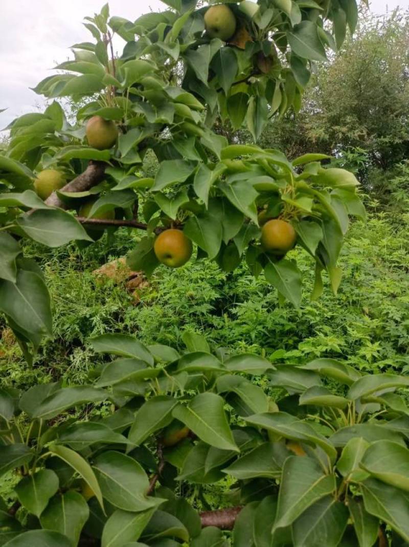 辽宁兴城碱厂红南果梨出售