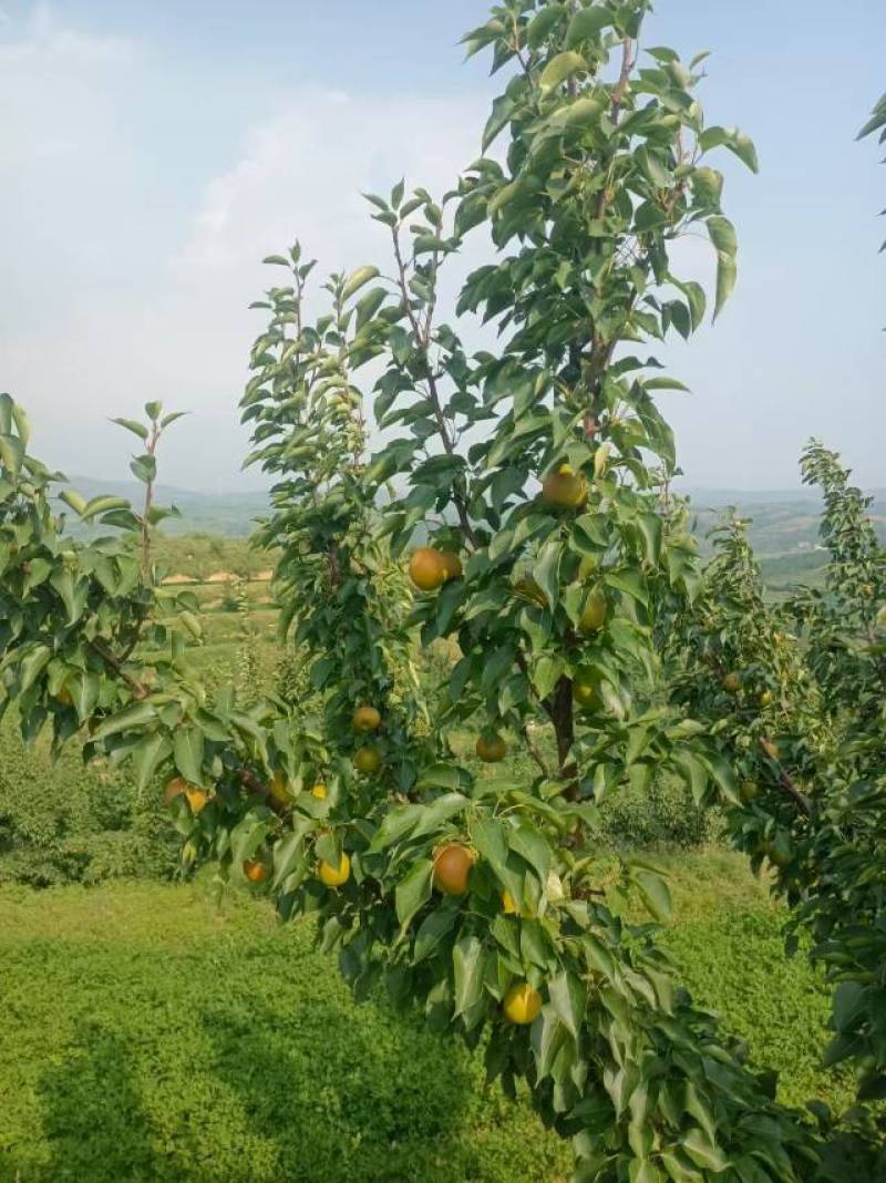 辽宁兴城碱厂红南果梨出售
