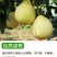 梅县白肉蜜柚现摘现发品质保证对接电商团购一件代发