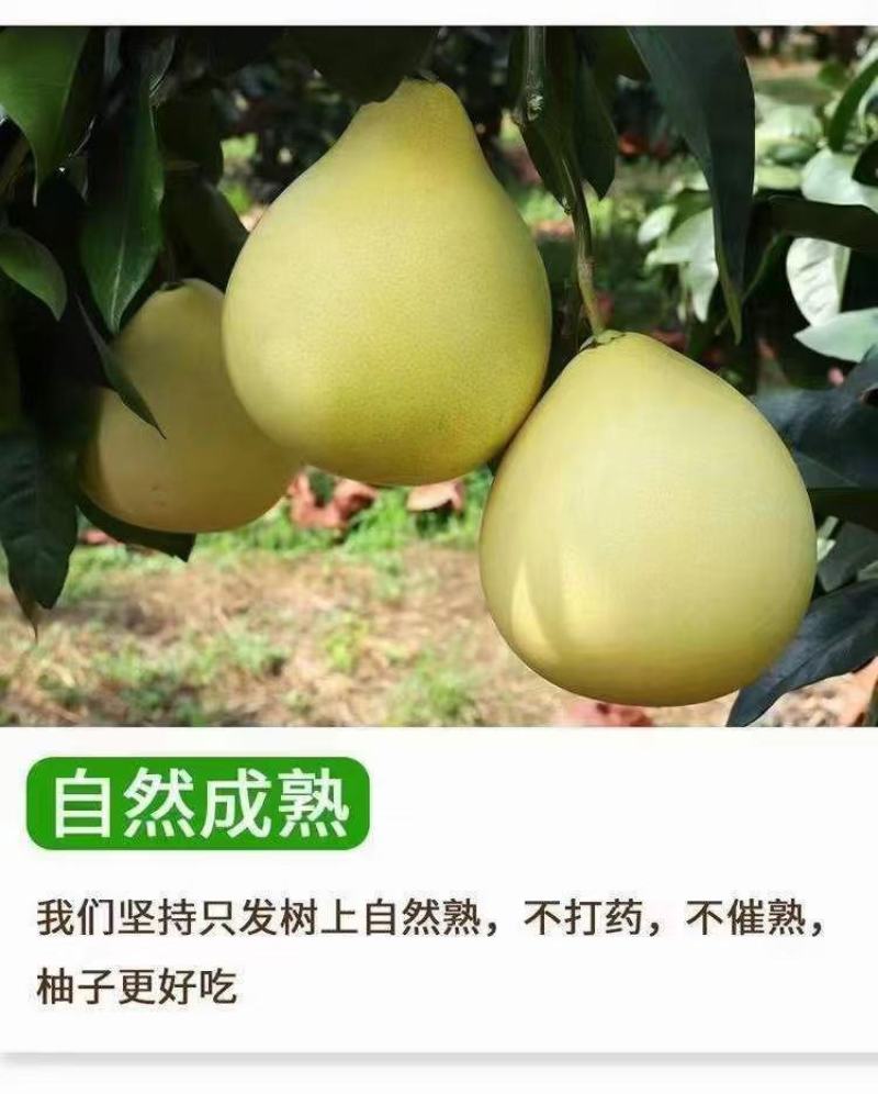 梅县白肉蜜柚现摘现发品质保证对接电商团购一件代发