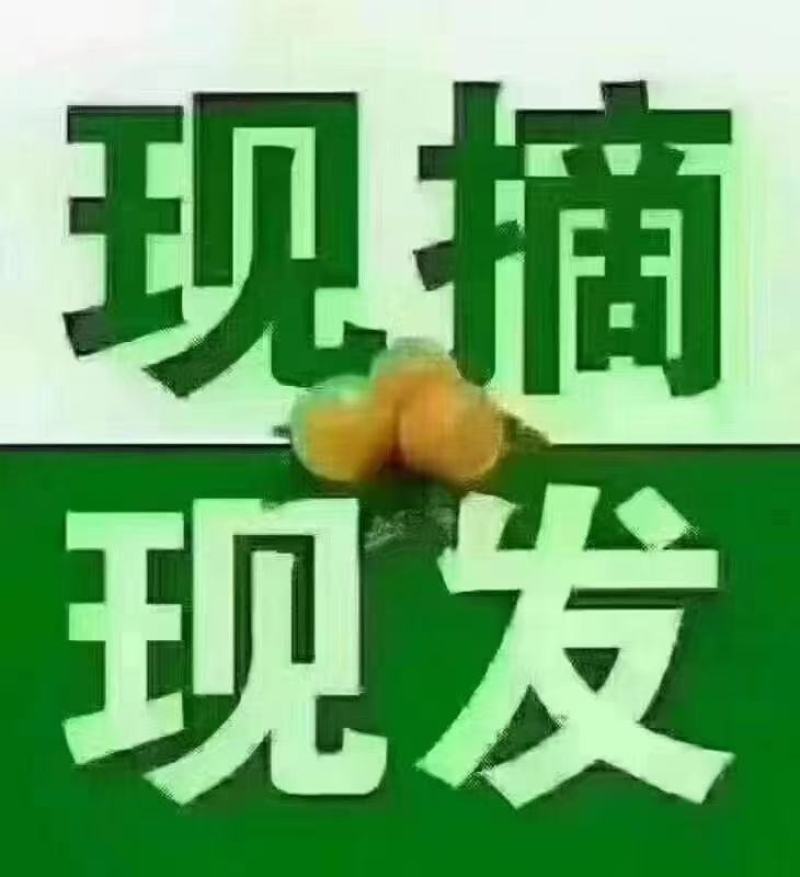 梅县白肉蜜柚现摘现发品质保证对接电商团购一件代发