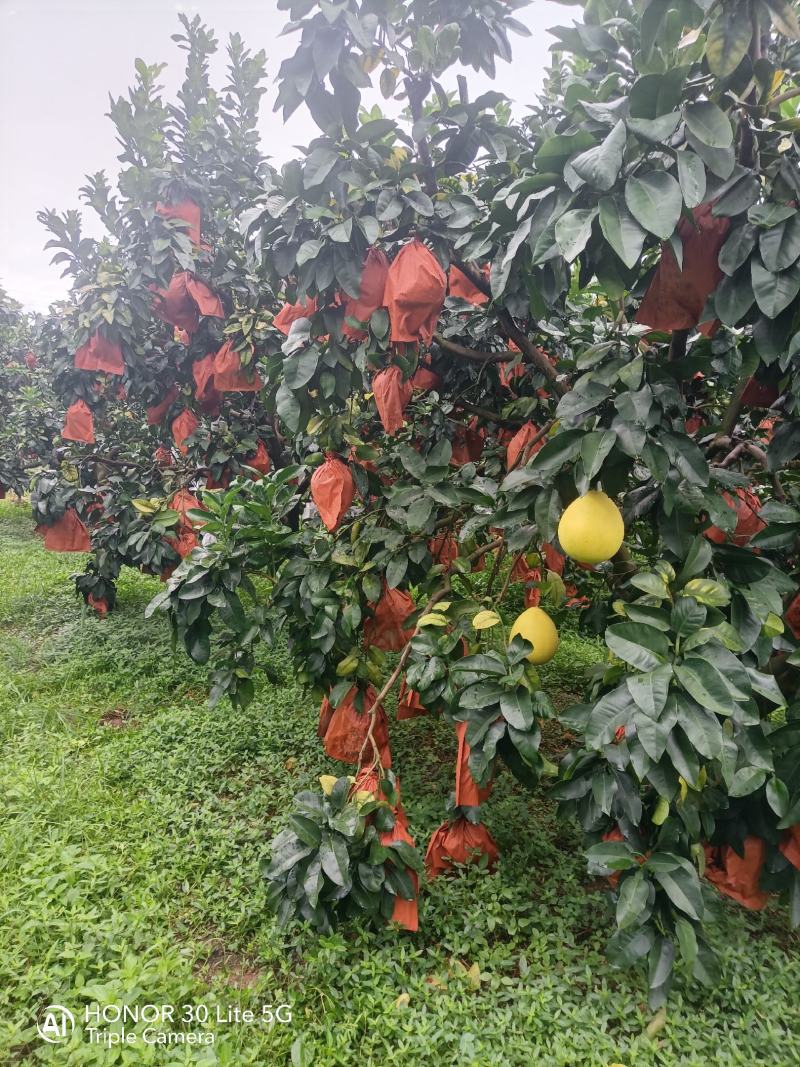 梅县白肉蜜柚现摘现发品质保证对接电商团购一件代发