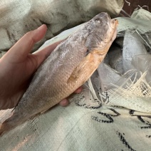 口鱼小黄鱼釣口天然黄瓜鱼300/500500/7