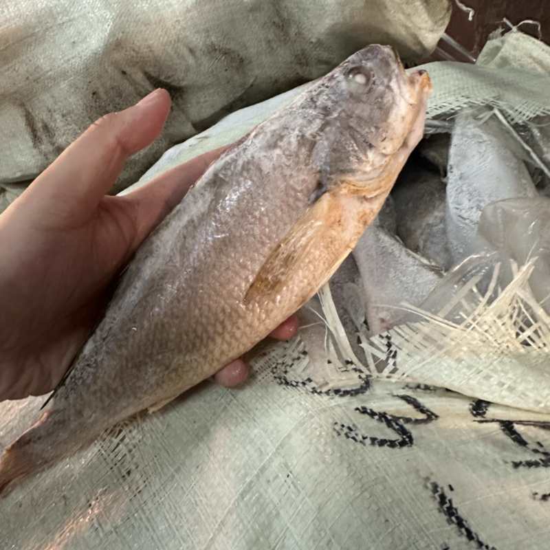 口鱼小黄鱼釣口天然黄瓜鱼300/500500/7