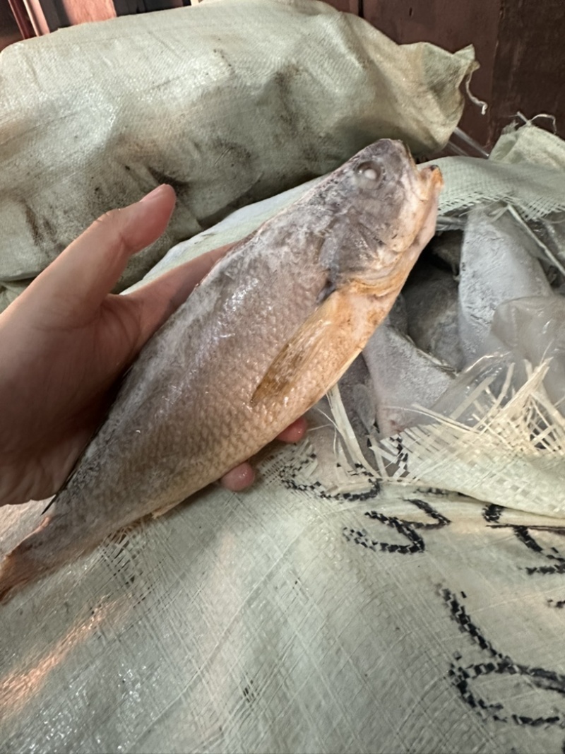 口鱼小黄鱼釣口天然黄瓜鱼300/500500/7