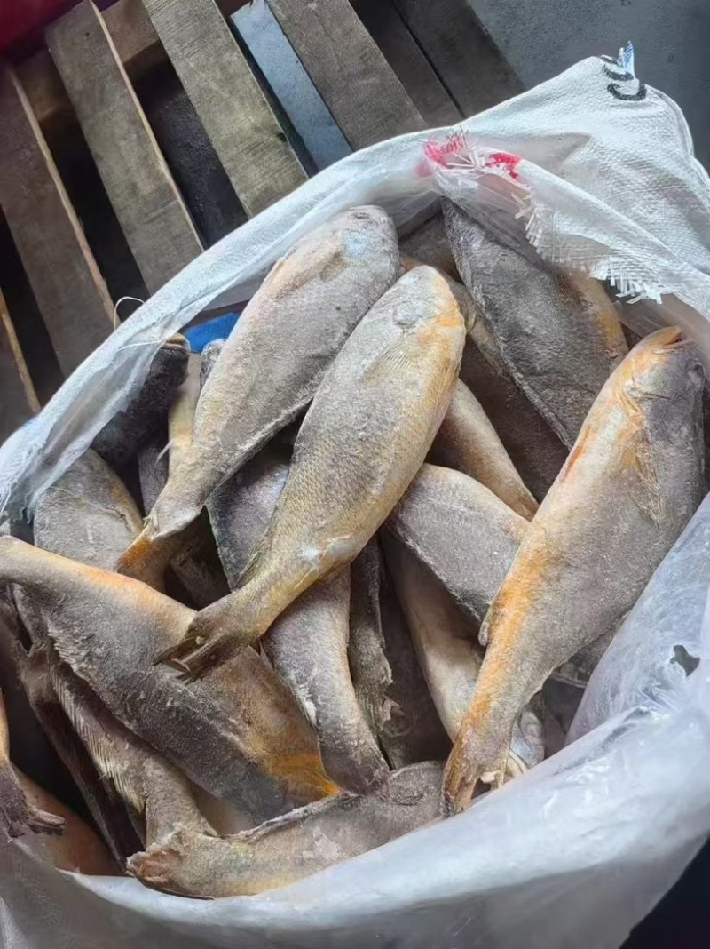 口鱼小黄鱼釣口天然黄瓜鱼300/500500/7