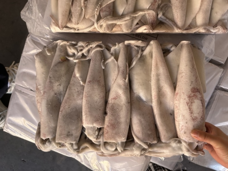 鱿鱼正鱿厚肉鱿鱼3/66/103/U路冻