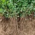 酸枣苗，双仁酸枣种植技巧和技术晋酸3号，裸跟苗