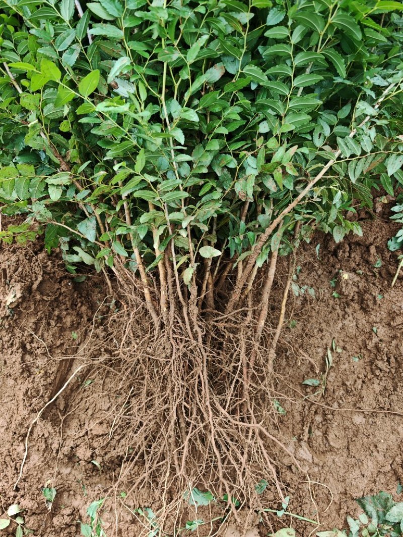 酸枣苗，双仁酸枣种植技巧和技术晋酸3号，裸跟苗