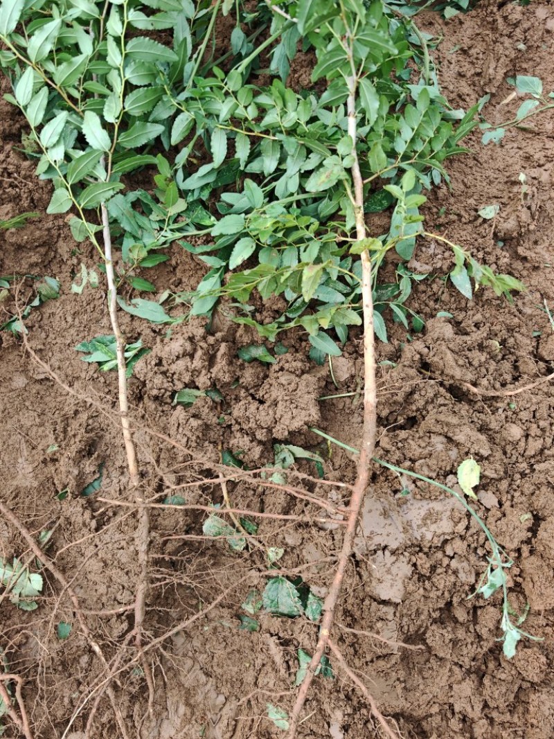 酸枣苗，双仁酸枣种植技巧和技术晋酸3号，裸跟苗