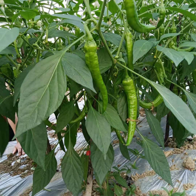 苏润951羊角椒辣椒种子早熟香辣皮质松软口感好挂果多