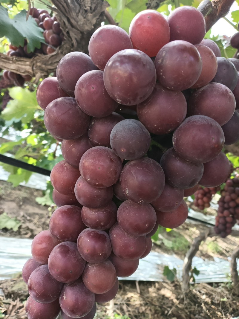 户太八号葡萄