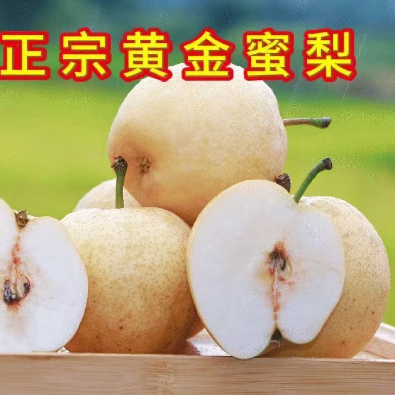 【黄金蜜梨】湖南怀化正宗黄金蜜梨精品梨产地直销可对接全国