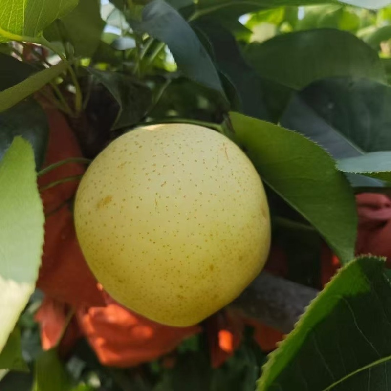 【黄金蜜梨】湖南怀化正宗黄金蜜梨精品梨产地直销可对接全国