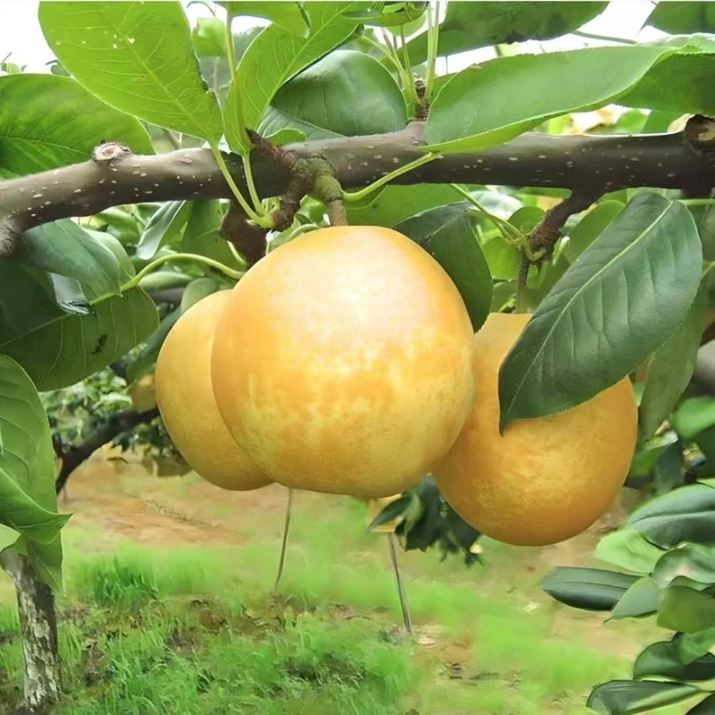 【黄金蜜梨】湖南怀化正宗黄金蜜梨精品梨产地直销可对接全国
