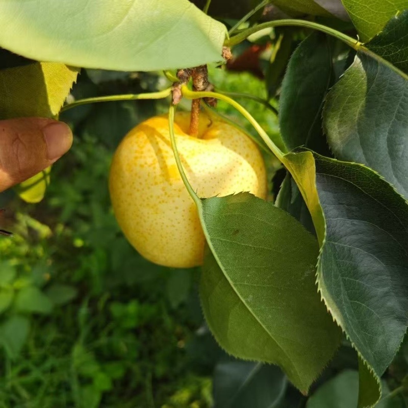 【黄金蜜梨】湖南怀化正宗黄金蜜梨精品梨产地直销可对接全国