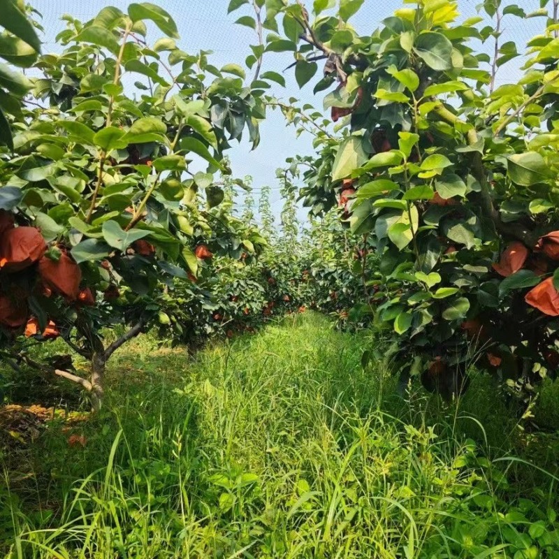 【黄金蜜梨】湖南怀化正宗黄金蜜梨精品梨产地直销可对接全国