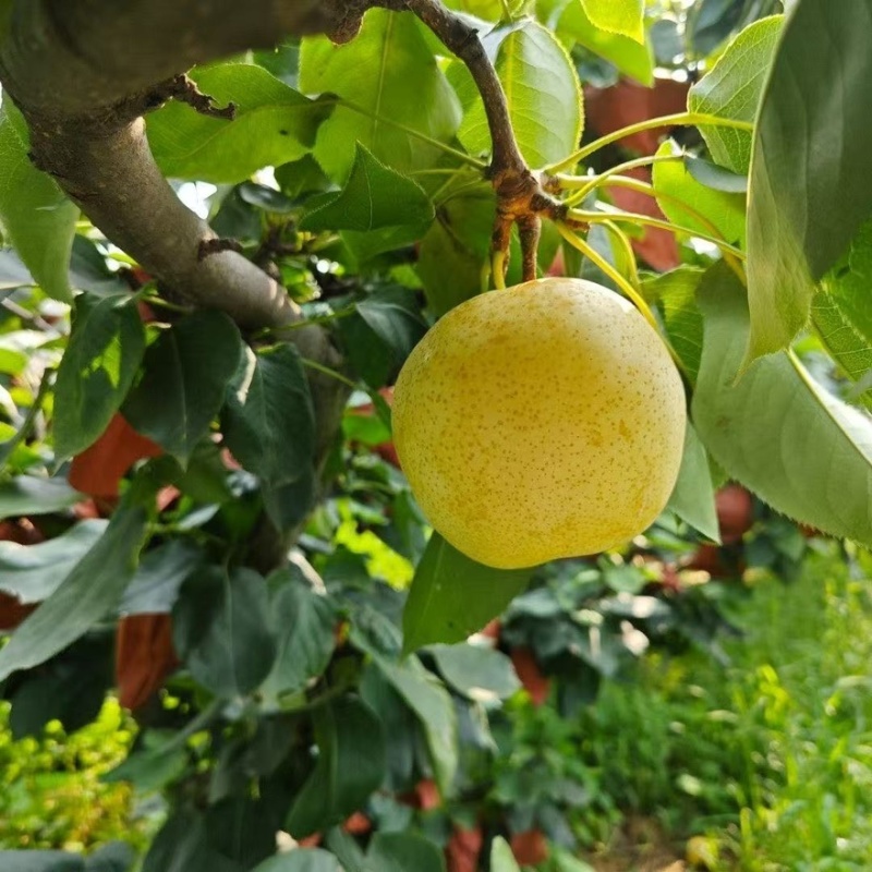 【黄金蜜梨】湖南怀化正宗黄金蜜梨精品梨产地直销可对接全国