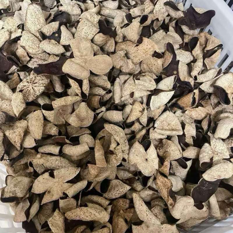 新会2016年天马茶坑老树皮