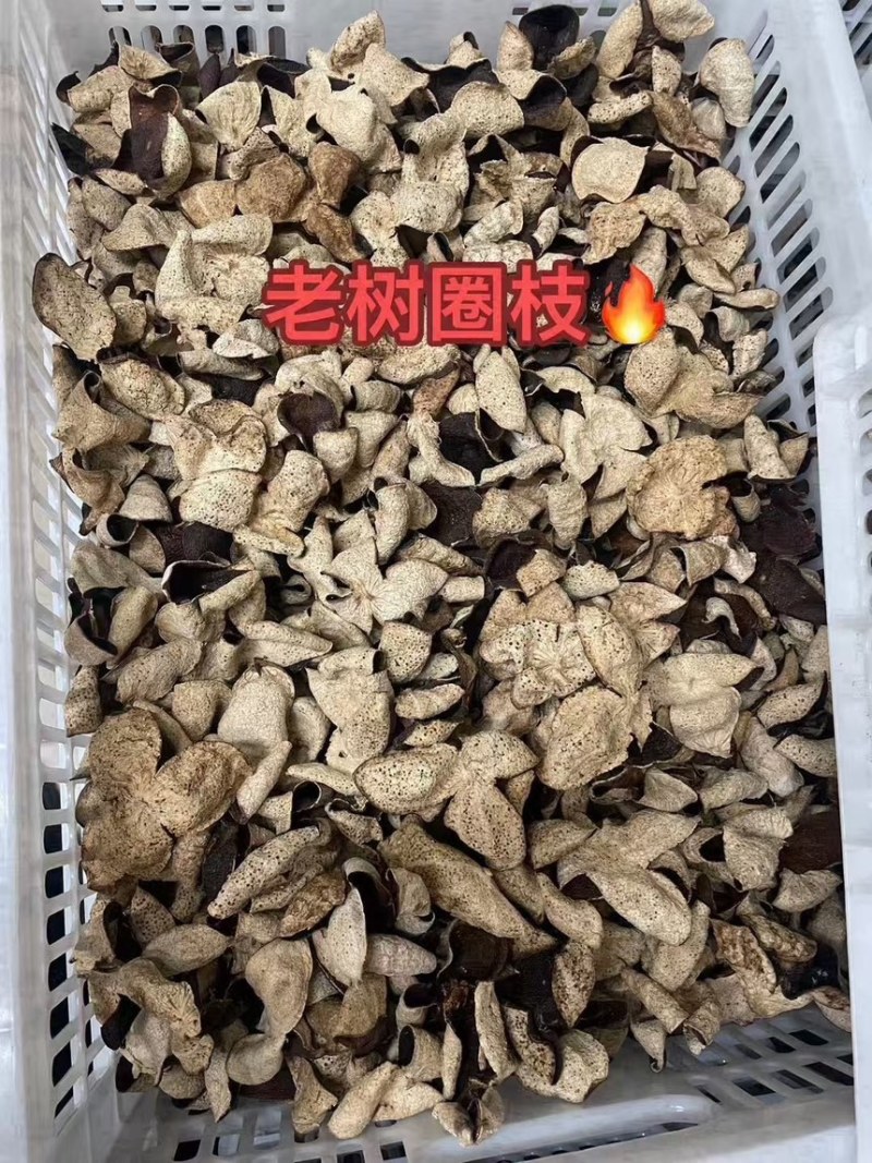 新会2016年天马茶坑老树皮