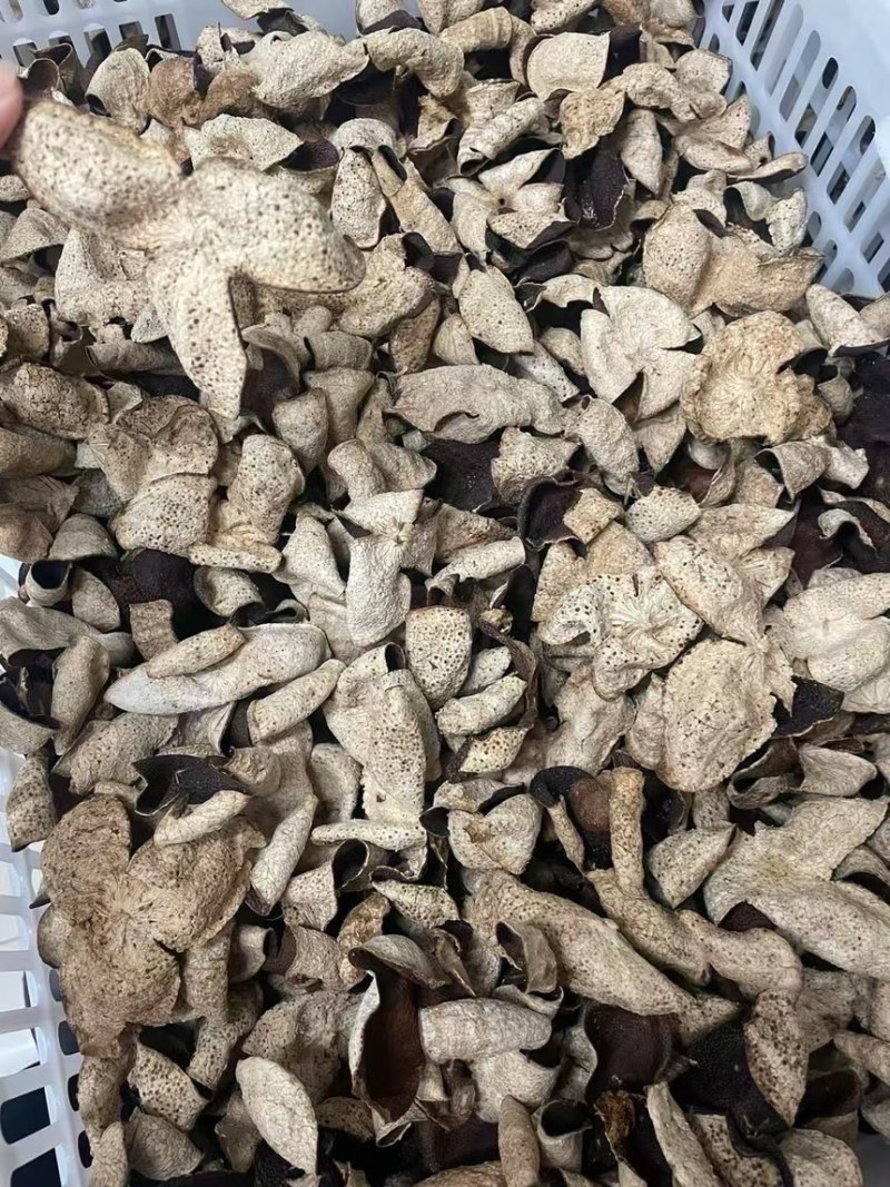 新会2016年天马茶坑老树皮