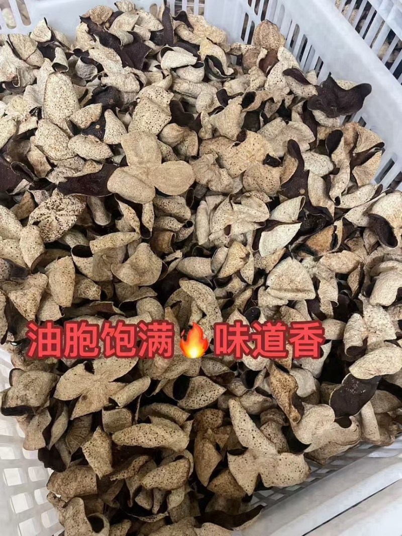 新会2016年天马茶坑老树皮