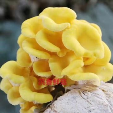 菇