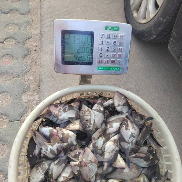 牛鱼马面鱼
