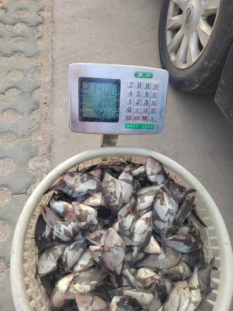 牛鱼马面鱼