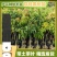 仙进奉果苗