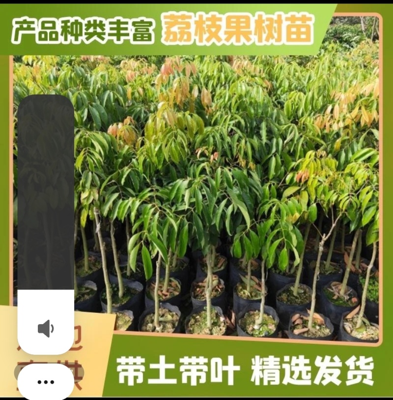 仙进奉果苗