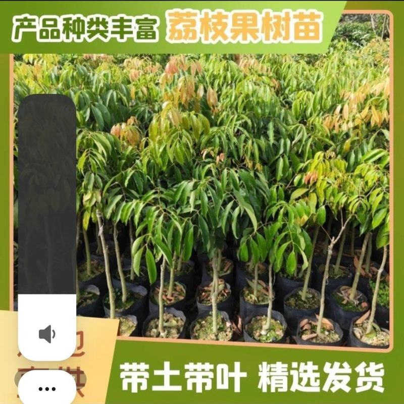 仙进奉果苗
