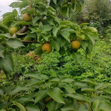辽宁兴城碱厂南果梨