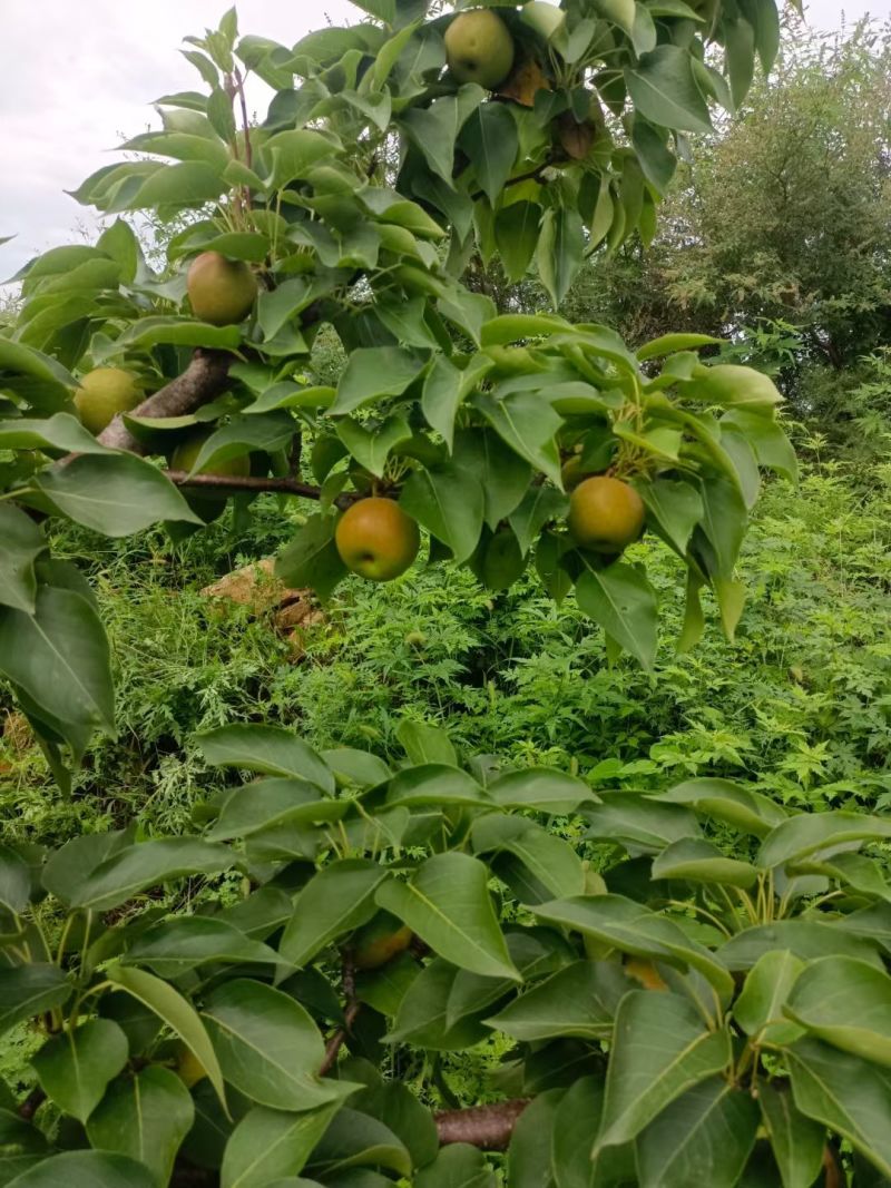 辽宁兴城碱厂南果梨