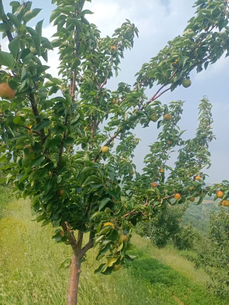 辽宁兴城碱厂南果梨