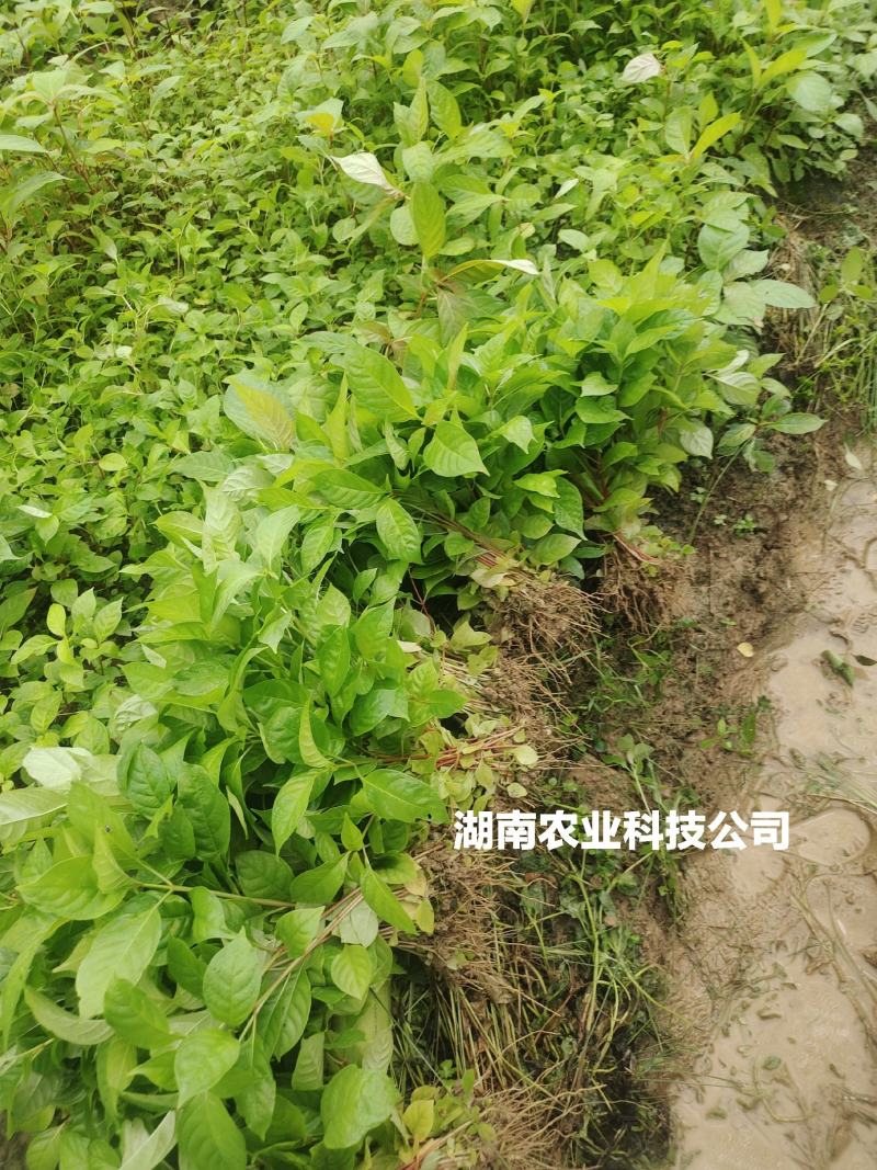 钩藤苗小苗钩藤苗芽苗大叶金钩藤苗高产双钩藤苗