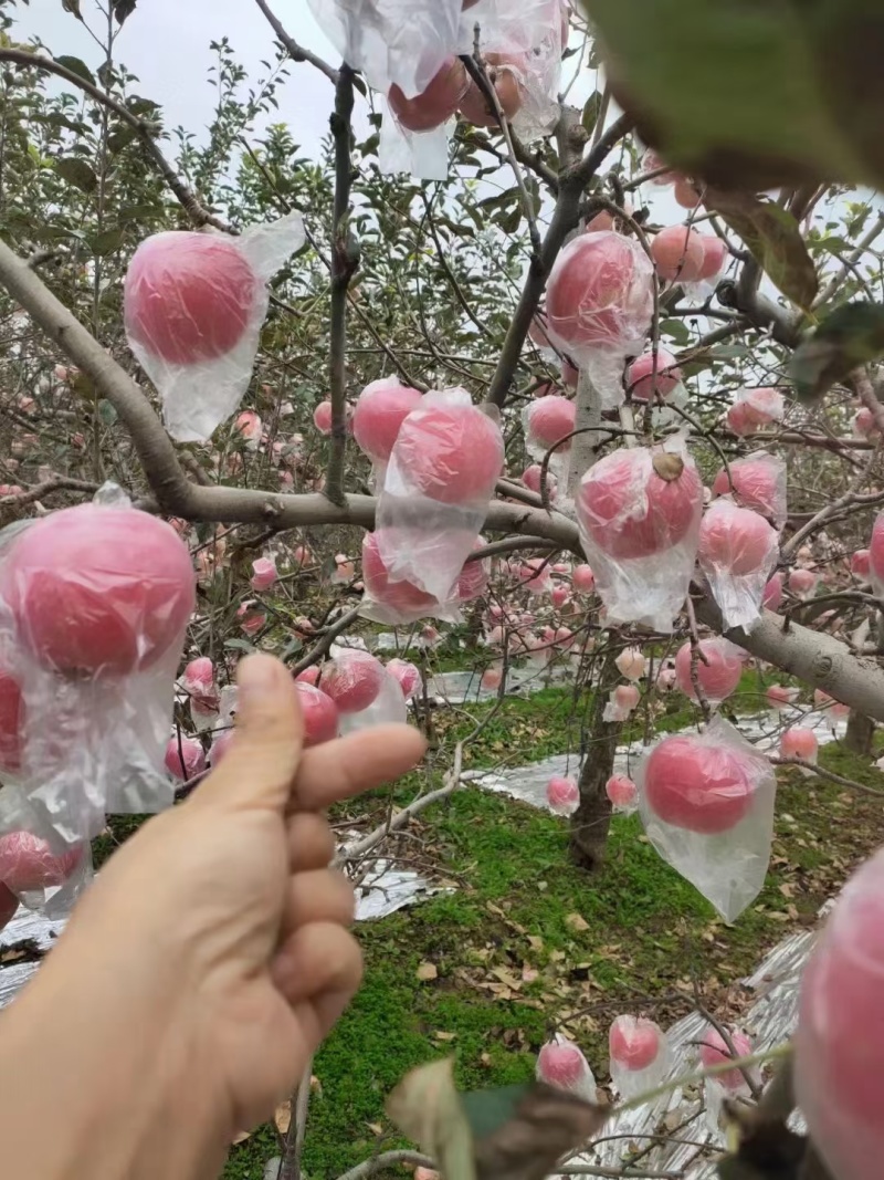 山西高原红富士，皮薄水多9分甜1分酸