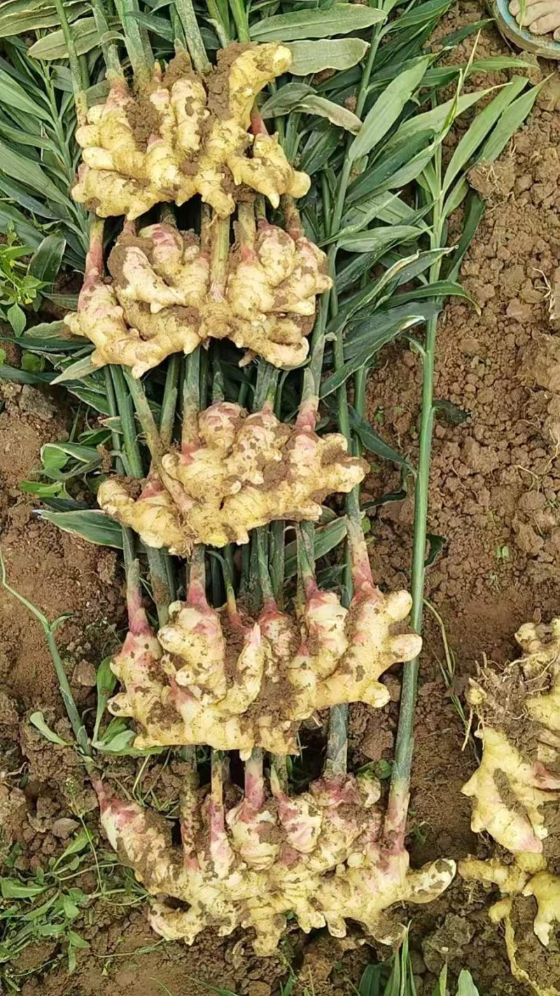 云南小黄姜一件代发团长达人可对接