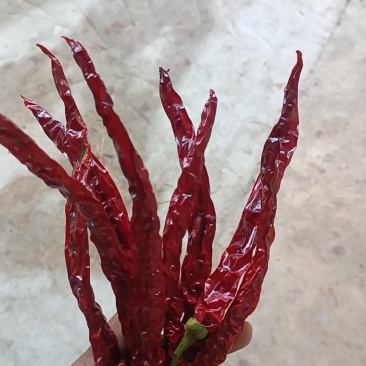 精品二荆条干货